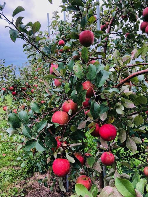 A close-up of apple trees laden with ripe red apples, surrounded by green leaves in an orchard.
