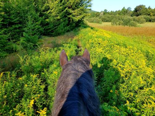 View from atop a horse, looking over a field of tall yellow flowers and green foliage under a clear blue sky.