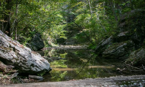 A serene forest scene with a calm stream reflecting trees and rocks, surrounded by lush greenery.