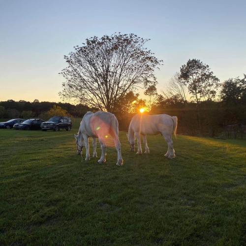 Two white horses graze in a field at sunset, with a tree and parked cars in the background.