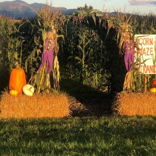 A corn maze entrance with hay bales, pumpkins, and scarecrows, set against a backdrop of mountains and blue sky.