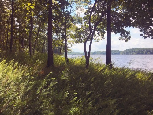 Lush greenery and tall trees line a serene lakeshore under a bright sky with fluffy clouds.