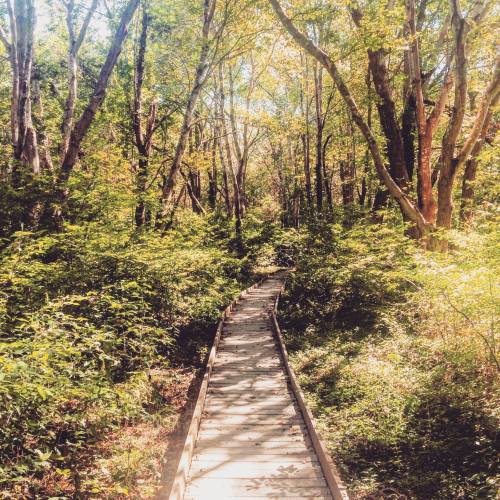 A wooden boardwalk winding through a lush, green forest with sunlight filtering through the trees.