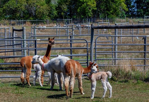 A group of alpacas in a fenced pasture, with several young ones playing and grazing in the background.