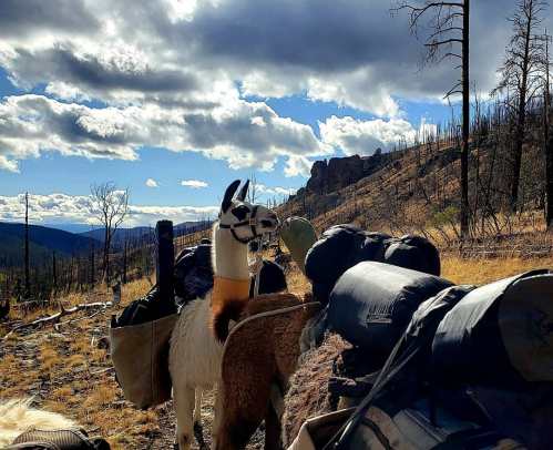 Two llamas with packs stand on a trail in a mountainous area, surrounded by charred trees and a cloudy sky.