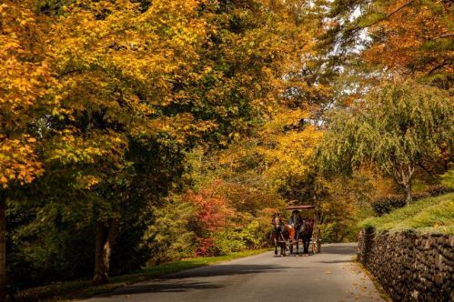 A horse-drawn carriage travels down a tree-lined road adorned with vibrant autumn foliage.
