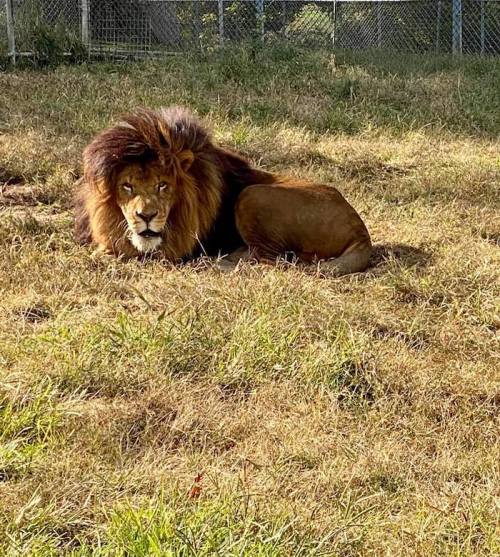 A lion resting on grass, with a thick mane and a calm expression, surrounded by a fenced area.