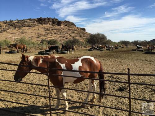A brown and white horse stands near a fence in a dusty pasture with other horses grazing in the background.