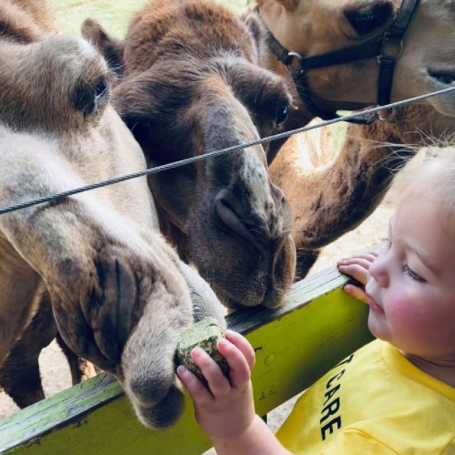 A young child feeds a camel while other camels curiously reach out at a petting zoo.