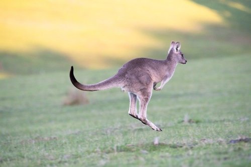 A kangaroo leaps gracefully across a grassy field under soft sunlight.