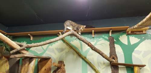 A cat walks along a wooden shelf above a tree-themed wall, navigating a branch in a cozy indoor space.