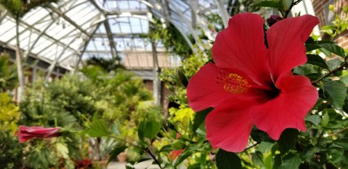 A vibrant red hibiscus flower in a lush greenhouse filled with greenery.