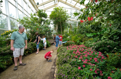 A group of people exploring a lush greenhouse filled with vibrant flowers and greenery.