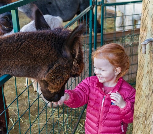 A young girl in a pink jacket smiles as she gently feeds a brown alpaca at a farm.