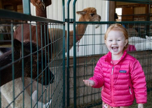 A smiling young girl in a pink jacket interacts with animals in a barn, with llamas and alpacas in the background.