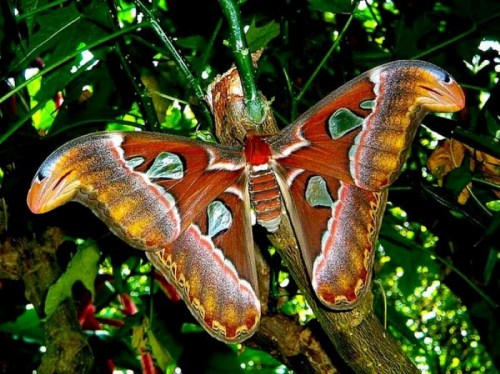 A large, colorful butterfly with intricate patterns resting on a branch surrounded by green foliage.