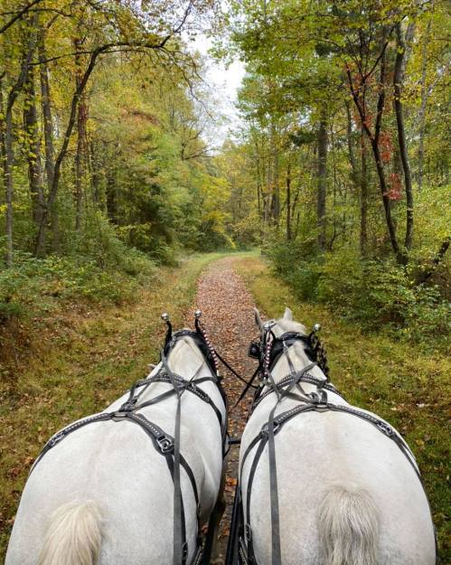Two white horses in harness pull a carriage along a leaf-covered path through a colorful forest.