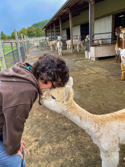 A person leans down to kiss an alpaca in a farm setting, with more alpacas in the background.