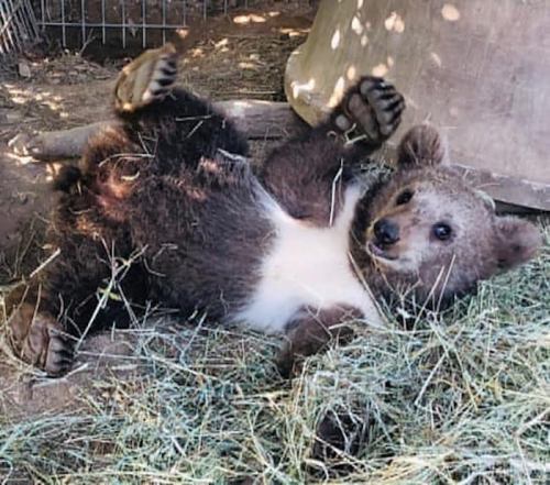 A playful bear cub lying on its back in a grassy area, with its paws in the air and a curious expression.
