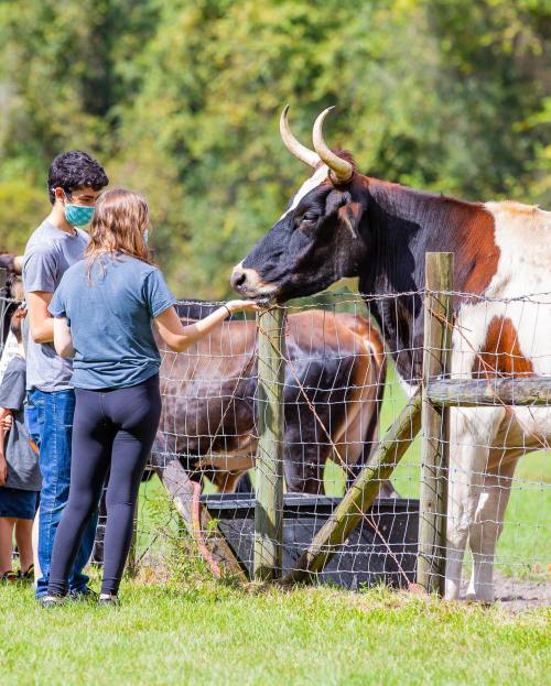 A girl and a boy interact with a cow at a farm, with other cows in the background and a fence nearby.