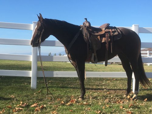A brown horse stands beside a white fence, wearing a saddle, with a clear blue sky in the background.