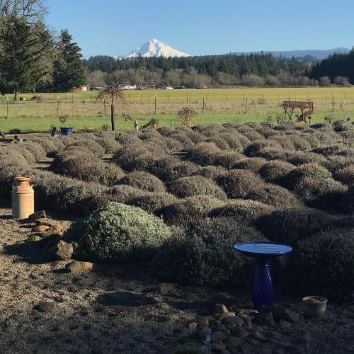 A scenic view of lavender fields with a snow-capped mountain in the background under a clear blue sky.