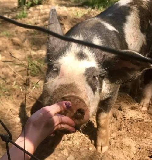 A close-up of a pig reaching for food from a person's hand through a fence in a sunny outdoor setting.