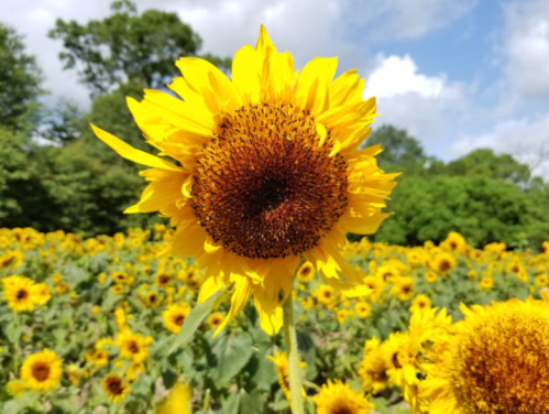 A vibrant sunflower stands tall in a field of sunflowers under a blue sky with fluffy clouds.