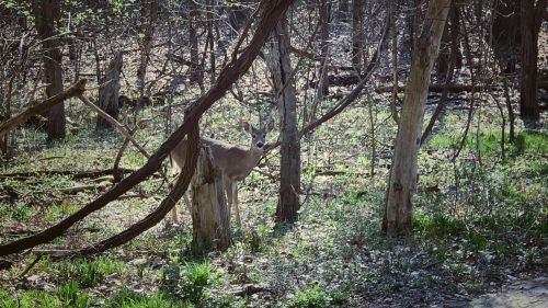 A deer stands among trees in a wooded area, surrounded by greenery and fallen leaves.