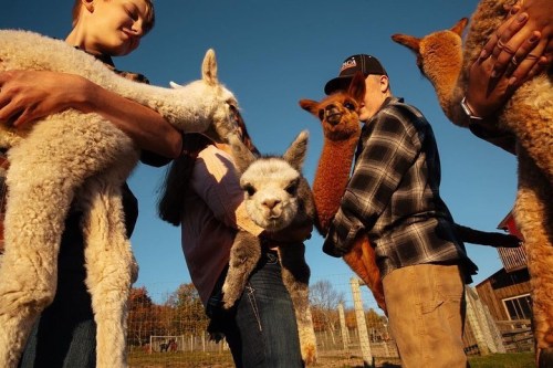 Children holding adorable alpacas against a clear blue sky, enjoying a sunny day on a farm.