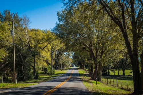 A scenic road lined with tall trees under a clear blue sky, creating a peaceful, shaded pathway.