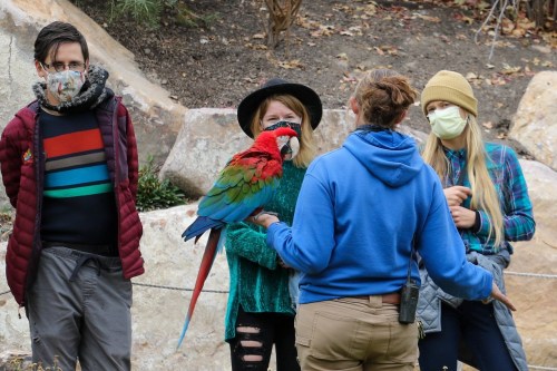 A group of people, wearing masks, interacts with a person holding a colorful parrot in a natural setting.