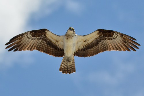 A soaring bird of prey with outstretched wings against a blue sky, showcasing its detailed feathers.