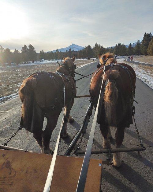 Two horses pull a sled down a snowy road, with mountains and trees in the background under a clear sky.
