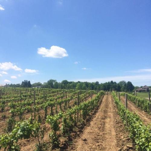 A sunny vineyard with rows of grapevines under a clear blue sky and a few fluffy clouds.
