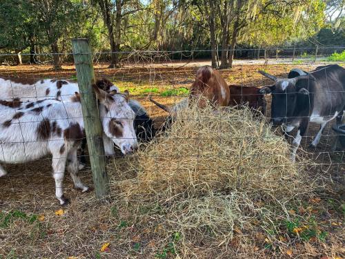 A group of cows gathered around a hay pile, with trees and a fence in the background.