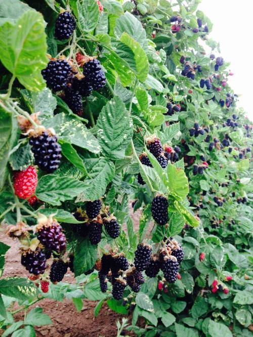 A close-up of blackberry bushes laden with ripe black and red berries among lush green leaves.