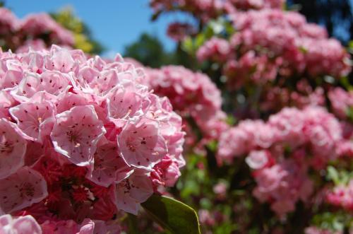 A close-up of pink flowers in full bloom against a bright blue sky.