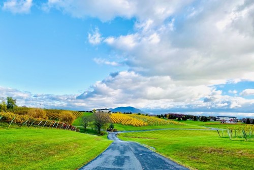 A scenic landscape featuring rolling green hills, vineyards, and a cloudy blue sky with distant mountains.