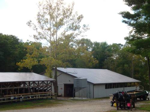 A rustic farm scene featuring a barn, a large tree, and a horse-drawn carriage in a natural setting.