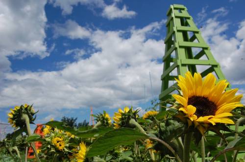 A field of sunflowers in the foreground with a green structure and a blue sky filled with clouds in the background.