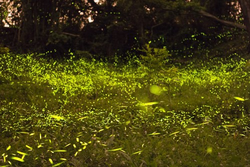 A glowing field of fireflies illuminates a dark forest, creating a magical, shimmering effect in the twilight.