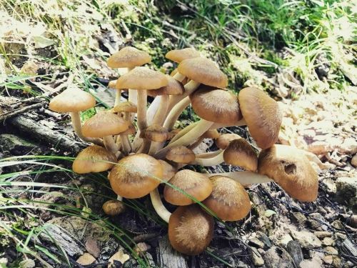 A cluster of brown mushrooms growing on the forest floor, surrounded by green grass and scattered leaves.