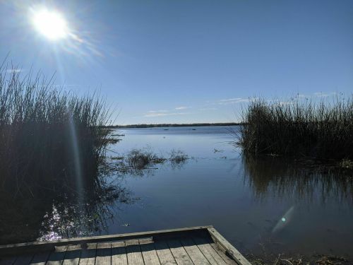 A serene view of a calm lake surrounded by tall reeds, with a bright sun shining in a clear blue sky.