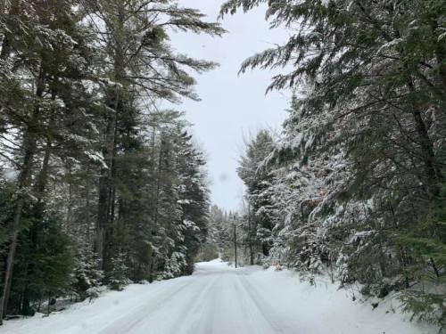 A snowy road surrounded by tall evergreen trees, creating a serene winter landscape.