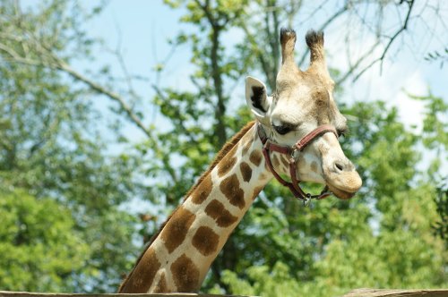 A close-up of a giraffe with a harness, surrounded by green trees and a blue sky.