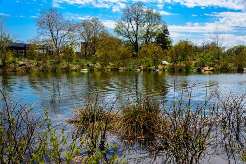 A serene pond surrounded by trees and shrubs under a bright blue sky with scattered clouds.