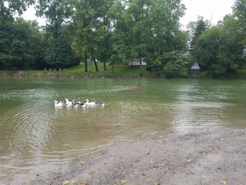 A group of ducks swims in a calm, green river surrounded by trees and a sandy shore.