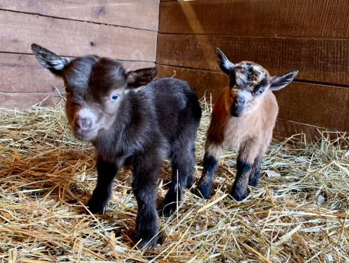 Two young goats, one black and one brown, standing on straw in a wooden barn.