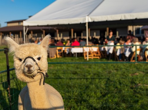 A close-up of an alpaca in a field, with a dining event under a tent in the background.